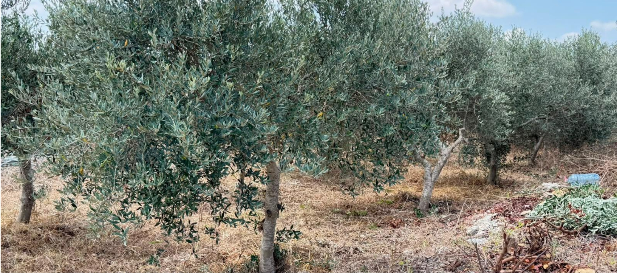 olives and avocados 