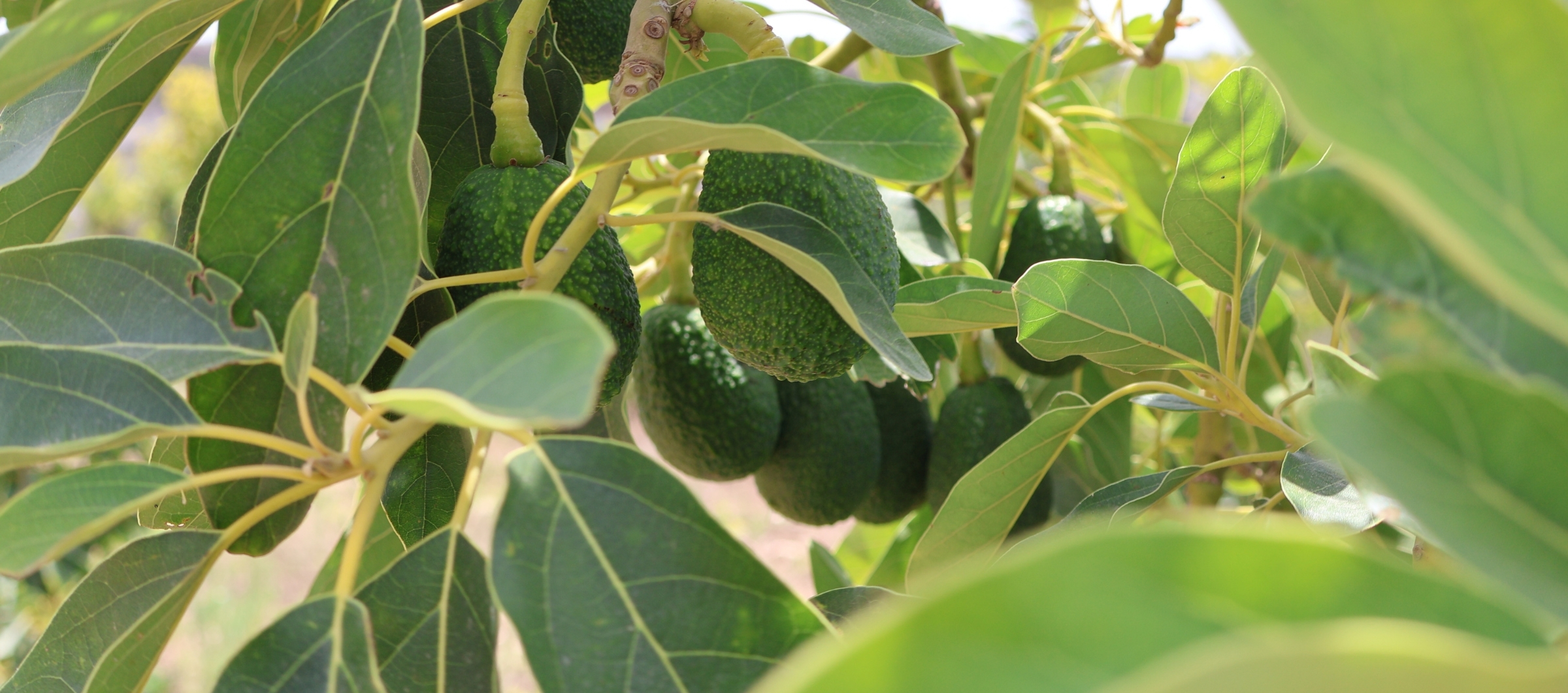 olives and avocados 